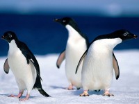 /album/galeria-de-fotos-ufcd-0139-imagens-matriciais/pinguins-jpg1/